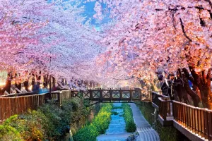 Papermoon Fotobehang Cherry Blossoms Busan city