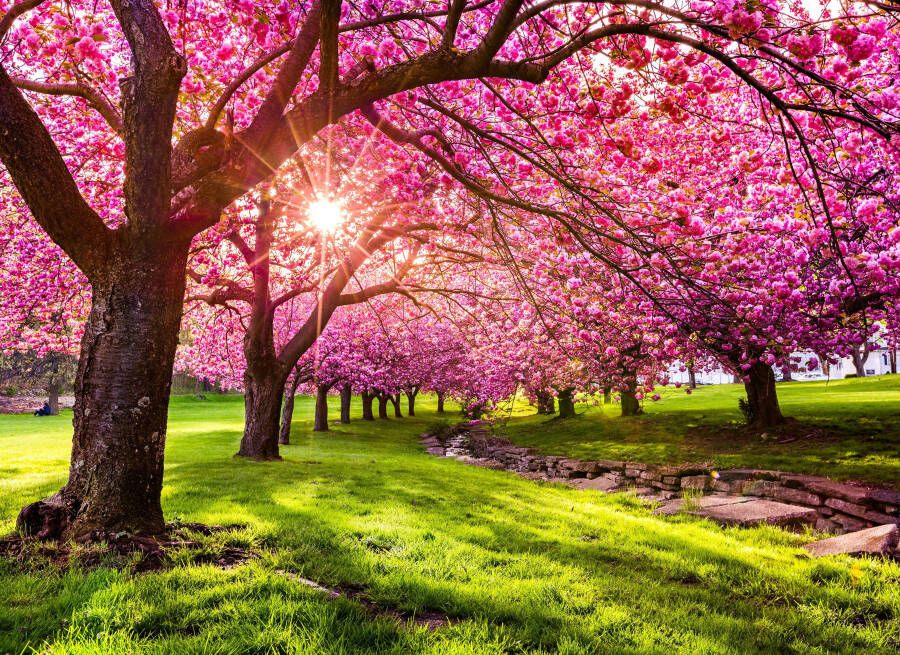 Papermoon Fotobehang Cherry Tree Blossom - Foto 1
