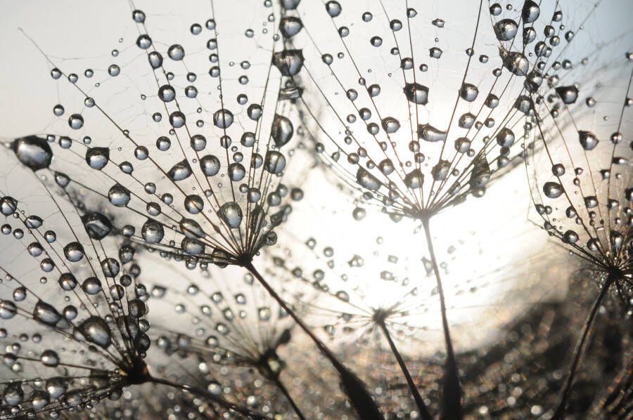 Papermoon Fotobehang Dandelion Seeds drops - Foto 1