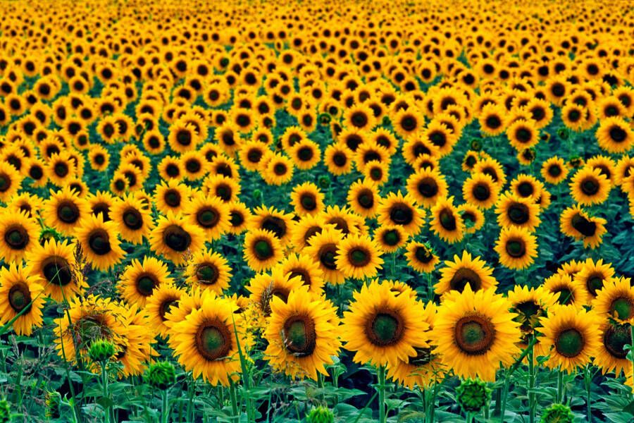 Papermoon Fotobehang Field of Sunflowers - Foto 1