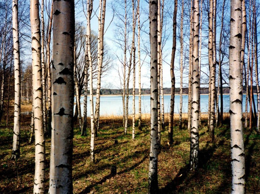 Papermoon Fotobehang Finnish forest of Birch Trees - Foto 1