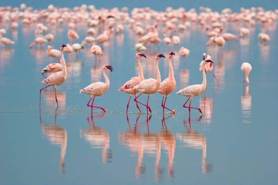 Papermoon Fotobehang Flamingo's - Foto 1