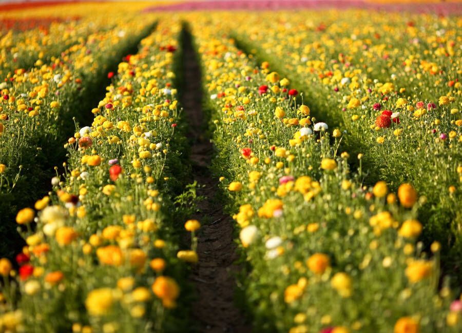Papermoon Fotobehang Flower Field in San Diego - Foto 1