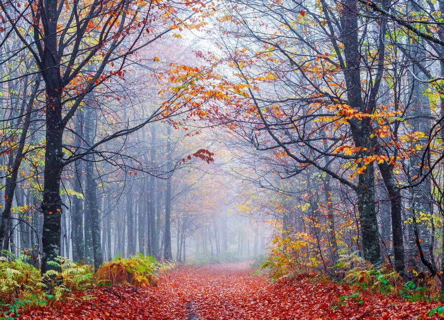 Papermoon Fotobehang Foggy Autumn forest Road - Foto 1