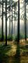 Papermoon Fotobehang Forest Deurbehang Vlies 2 banen 90x 200 cm (2-delig) - Thumbnail 1