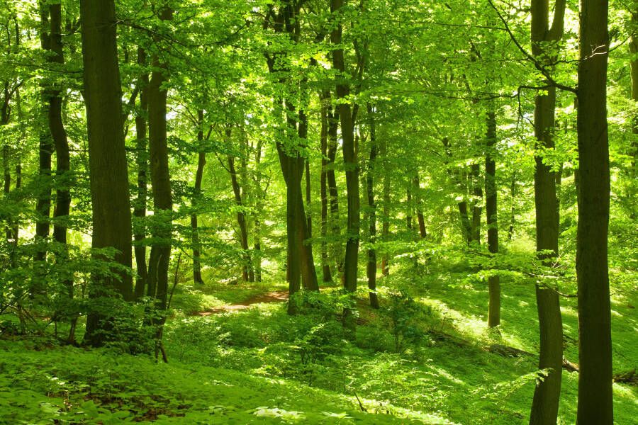 Papermoon Fotobehang German Beech forest - Foto 1