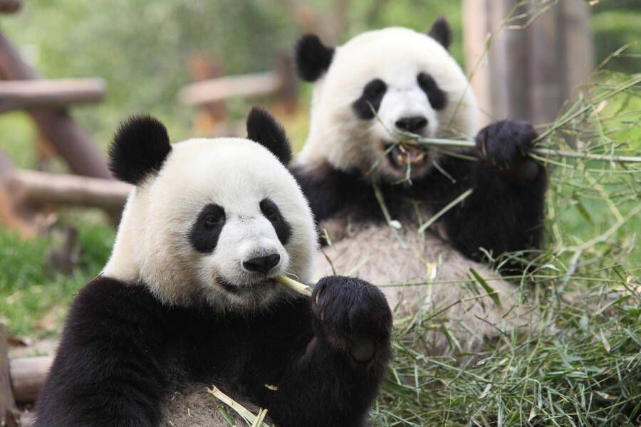 Papermoon Fotobehang Gigantische panda's Vliesbehang eersteklas digitale print - Foto 1