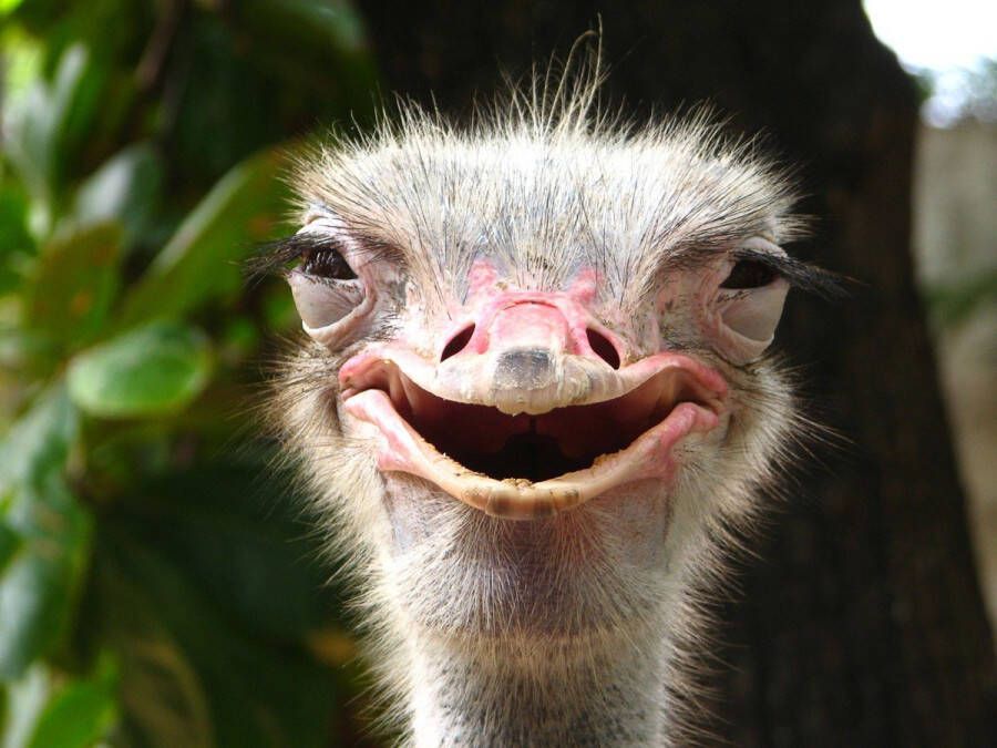 Papermoon Fotobehang Glimlachende struisvogel Vliesbehang eersteklas digitale print - Foto 2