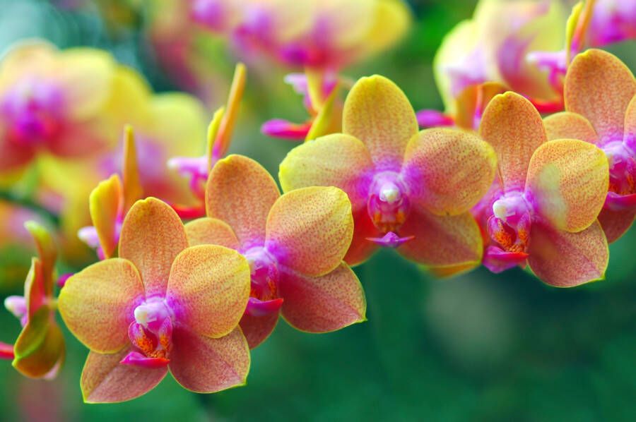 Papermoon Fotobehang Gouden Orchids - Foto 1