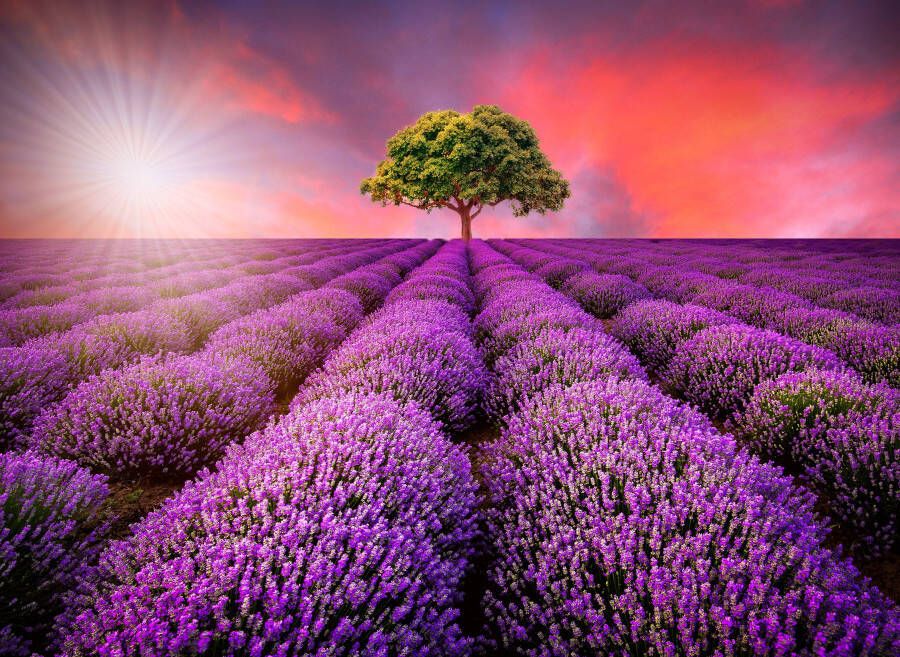 Papermoon Fotobehang Lavendel Field in Sunburst - Foto 1