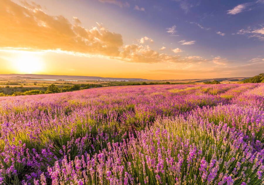 Papermoon Fotobehang Lavender Field - Foto 1