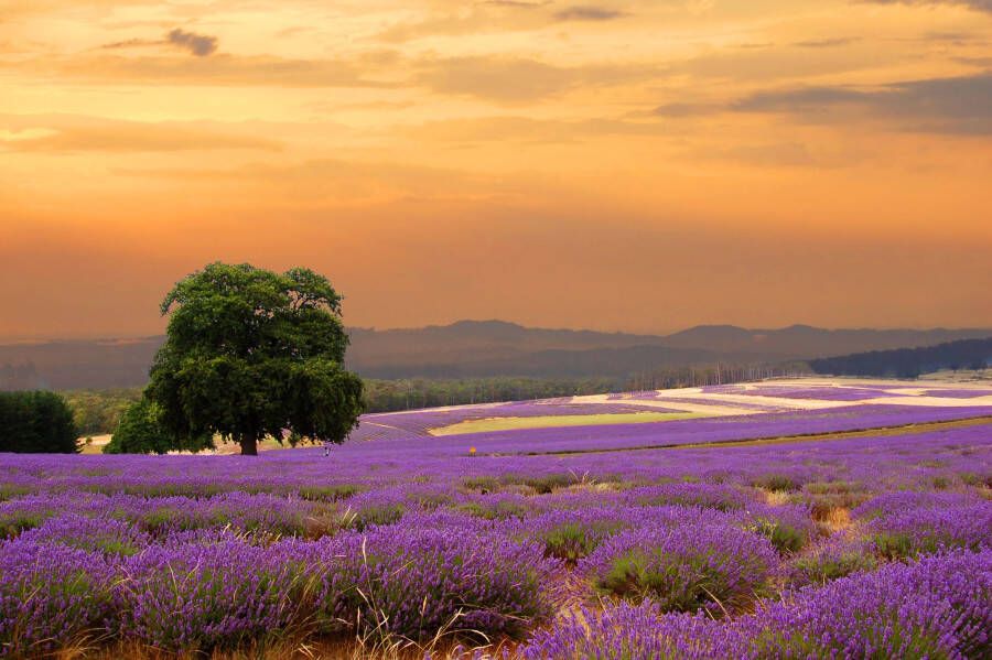 Papermoon Fotobehang Lavender Field - Foto 1