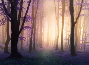 Papermoon Fotobehang Mystic Fogga forest