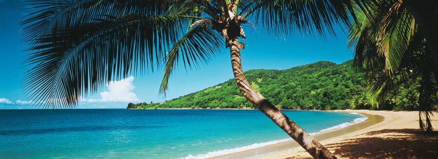 Papermoon Fotobehang Palm Beach Panorama Vlies 2 banen 350 x 100 cm (2-delig) - Foto 1