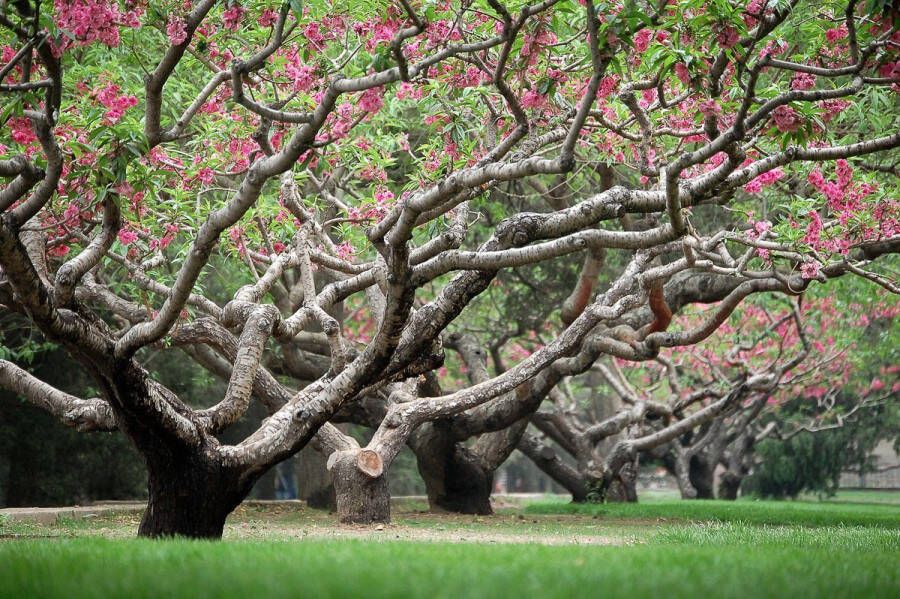 Papermoon Fotobehang Perzikenbomen in het voorjaar Vliesbehang eersteklas digitale print - Foto 1