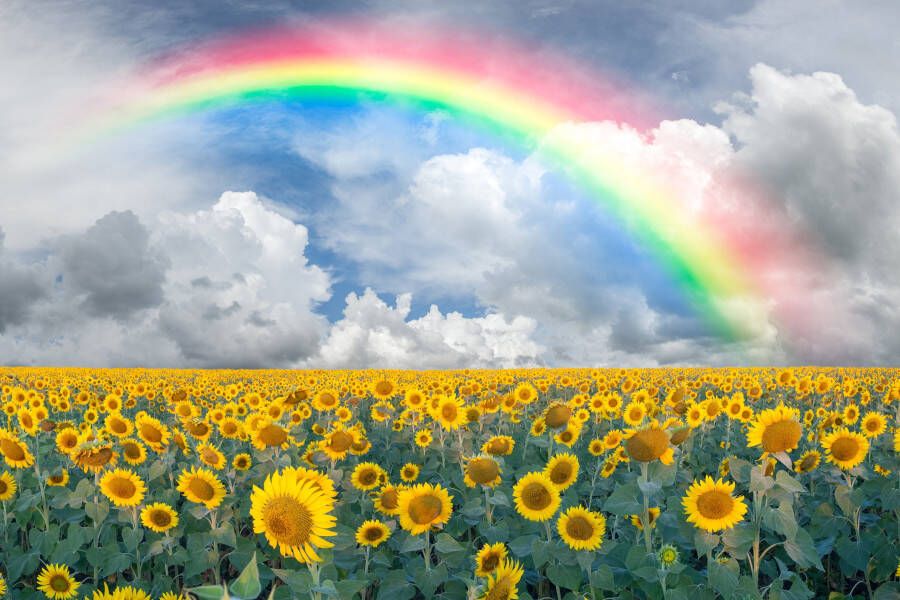 Papermoon Fotobehang Rainbow Sunflowers - Foto 1