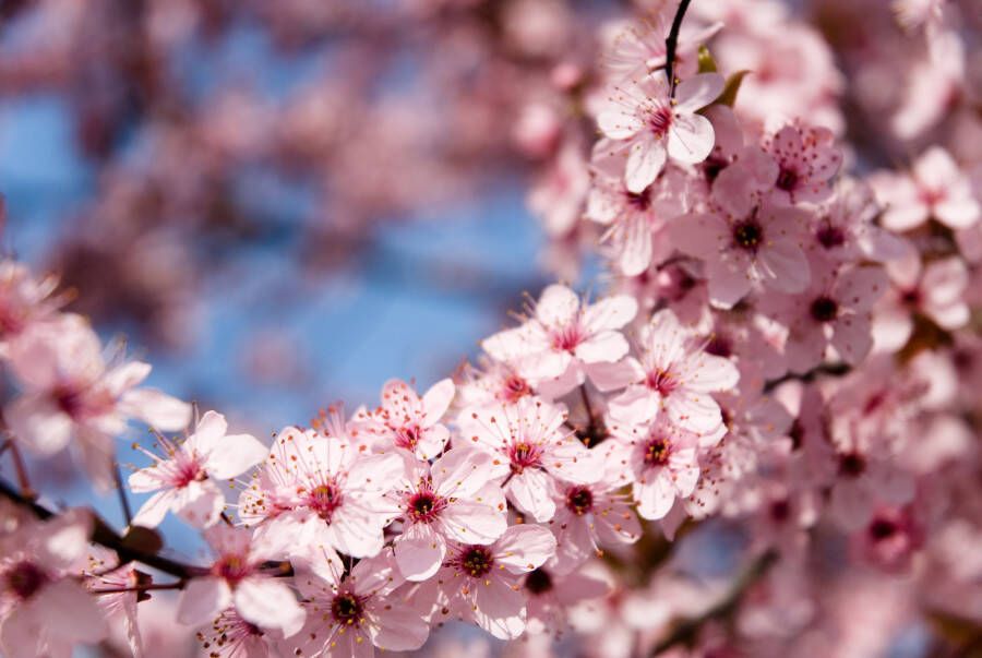 Papermoon Fotobehang Springtime Flowers - Foto 1