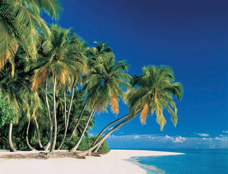 Papermoon Fotobehang Tropical Palms - Foto 2