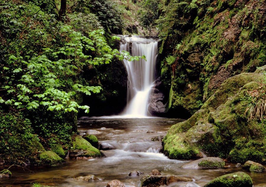 Papermoon Fotobehang Waldbach - Foto 2