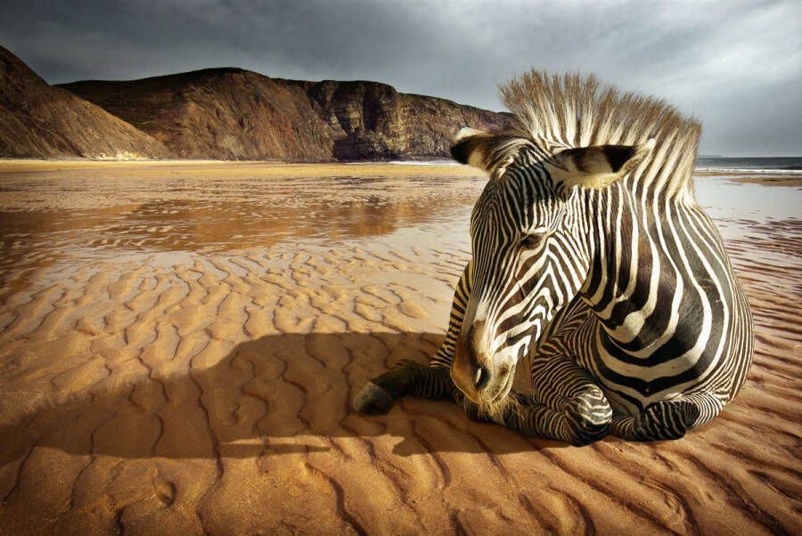 Papermoon Fotobehang Zebra op het strand Vliesbehang eersteklas digitale print - Foto 1