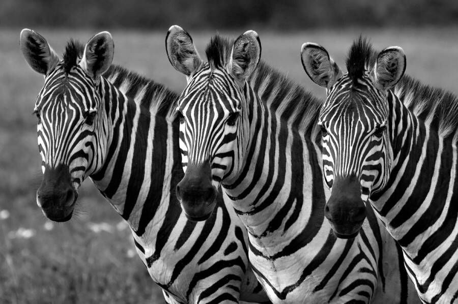 Papermoon Fotobehang Zebra's zwart & wit Vliesbehang eersteklas digitale print - Foto 1