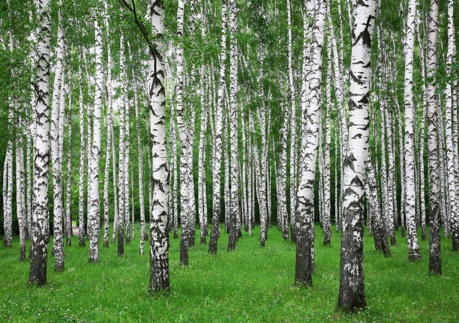 Papermoon Fotobehang Zoemer Birch forest - Foto 1