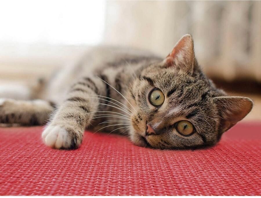 Primaflor-Ideen in Textil Krabplank Kattenkrabmat SISALLUX gemaakt in Nederland Krabtapijt sisal in verschillende afmetingen veelzijdig te gebruiken - Foto 2