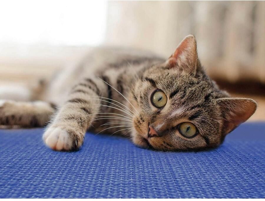 Primaflor-Ideen in Textil Krabplank Kattenkrabmat SISALLUX gemaakt in Nederland Krabtapijt sisal in verschillende afmetingen veelzijdig te gebruiken - Foto 2
