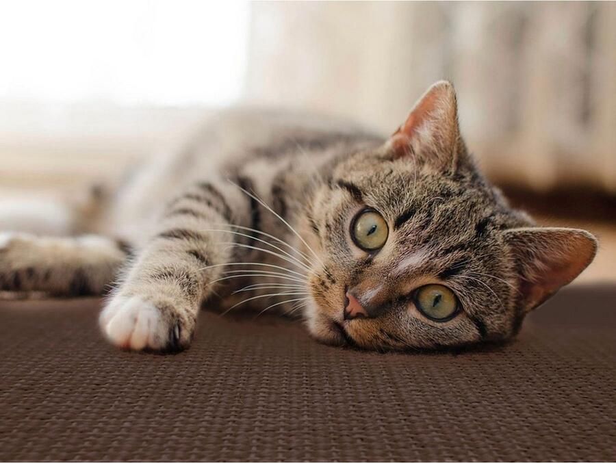 Primaflor-Ideen in Textil Krabplank Kattenkrabmat SISALLUX gemaakt in Nederland Krabtapijt sisal in verschillende afmetingen veelzijdig te gebruiken - Foto 2