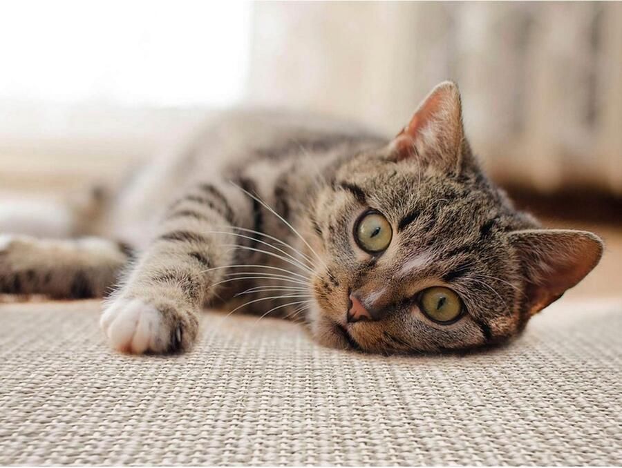Primaflor-Ideen in Textil Krabplank Kattenkrabmat SISALLUX gemaakt in Nederland Krabtapijt sisal in verschillende afmetingen veelzijdig te gebruiken - Foto 2