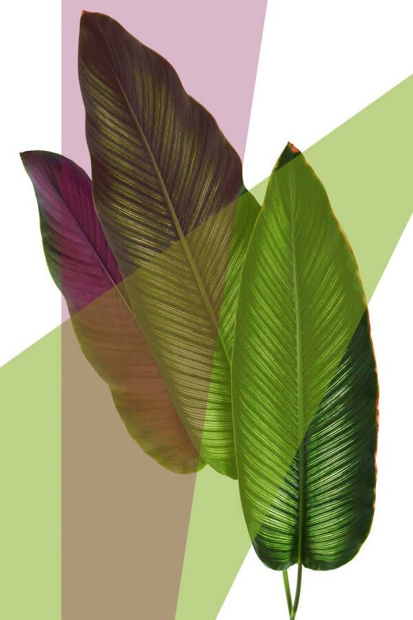 Queence Artprint op acrylglas Blätter