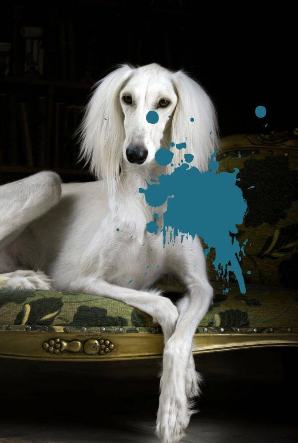Queence Artprint op acrylglas Hond met kleurvlek Fine Art-print in galeriekwaliteit