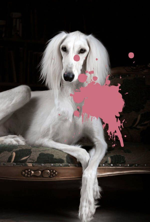Queence Artprint op acrylglas Hond met kleurvlek Fine Art-print in galeriekwaliteit