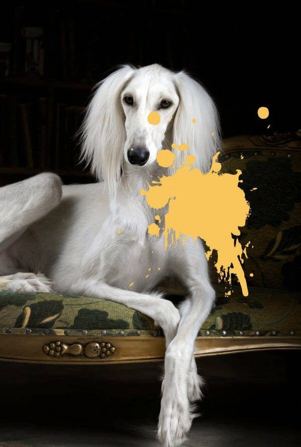 Queence Artprint op acrylglas Hond met kleurvlek Fine Art-print in galeriekwaliteit - Foto 7