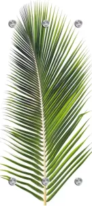 Queence Kapstok Palm met 6 haken 50 x 120 cm