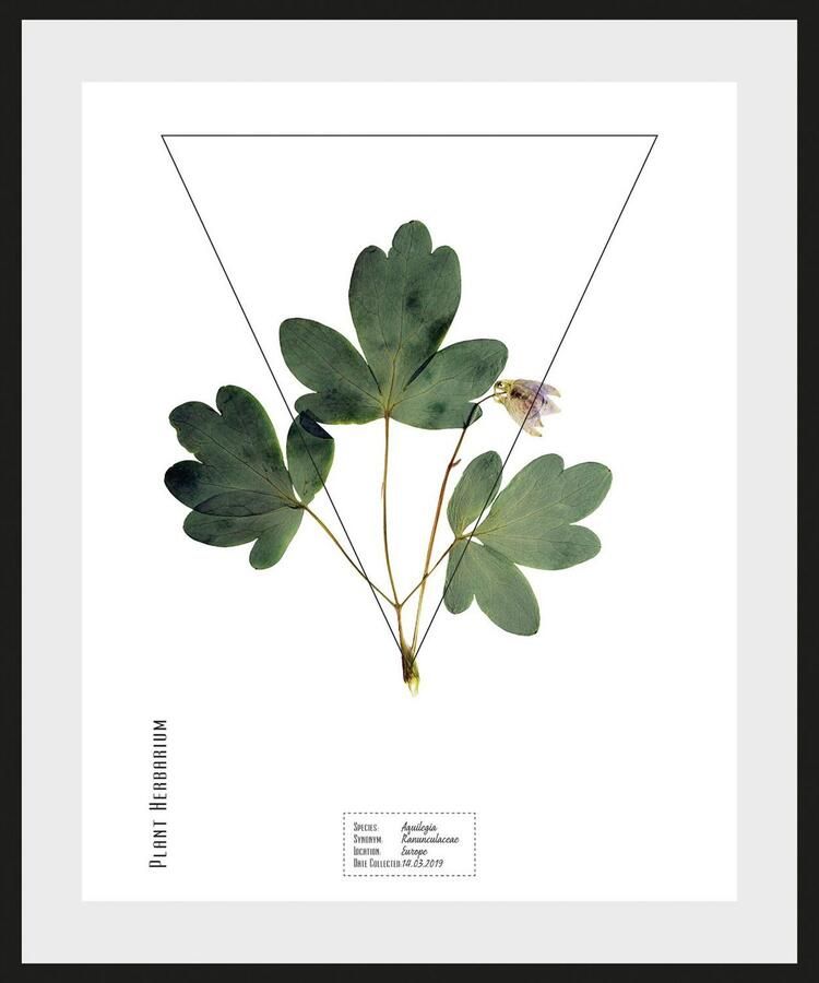 Queence Wanddecoratie Akelei HD premium posterdruk incl. houten lijst (1 stuk) - Foto 2