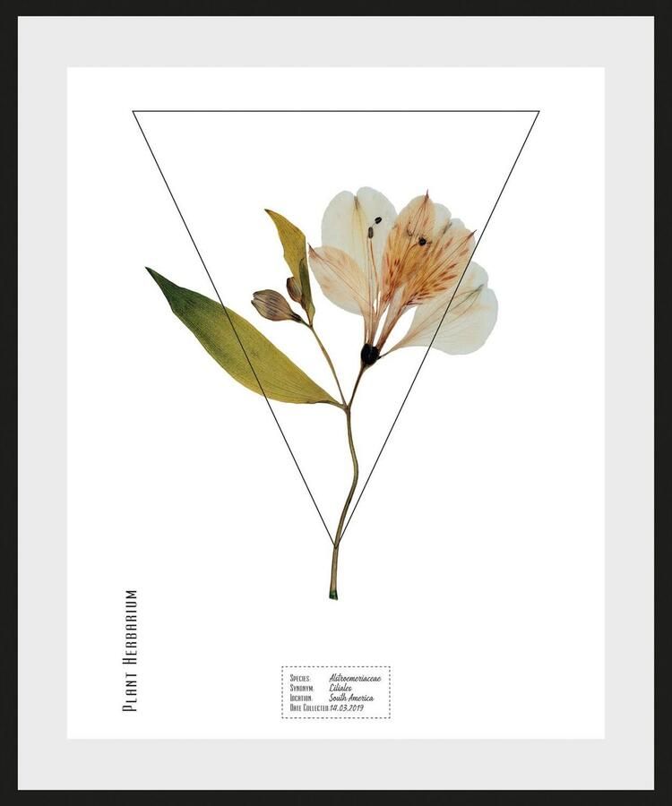 Queence Wanddecoratie Alstroemeriaceae (1 stuk) - Foto 2