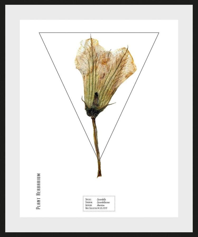 Queence Wanddecoratie Cucurbita HD premium posterdruk incl. houten lijst (1 stuk) - Foto 3