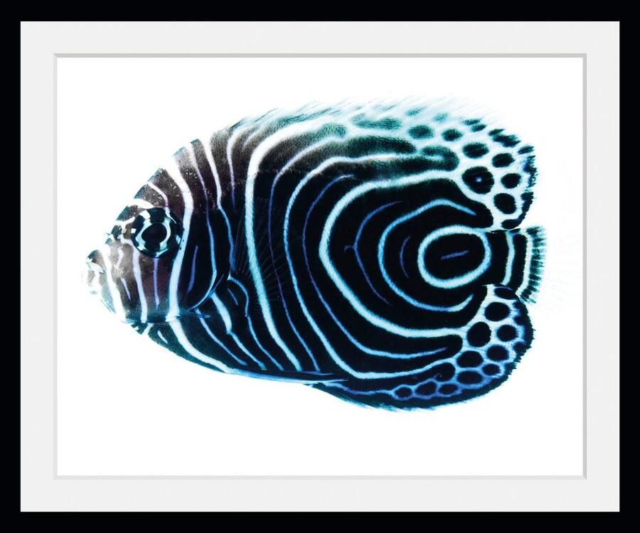 Queence Wanddecoratie Dory HD premium posterdruk incl. houten lijst (1 stuk) - Foto 2