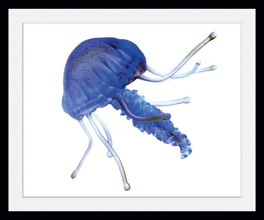 Queence Wanddecoratie Lars HD premium posterdruk incl. houten lijst (1 stuk) - Foto 2