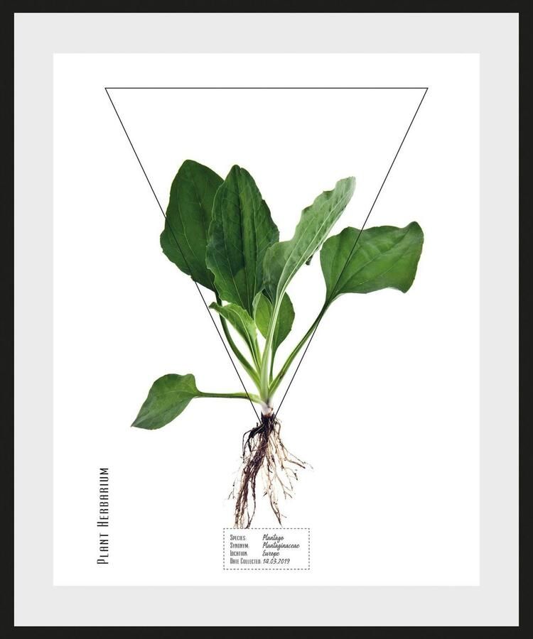 Queence Wanddecoratie Plantago (1 stuk) - Foto 3