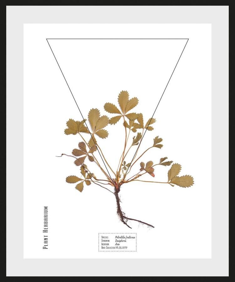 Queence Wanddecoratie Potentilla fruticosa HD premium posterdruk incl. houten lijst (1 stuk) - Foto 3