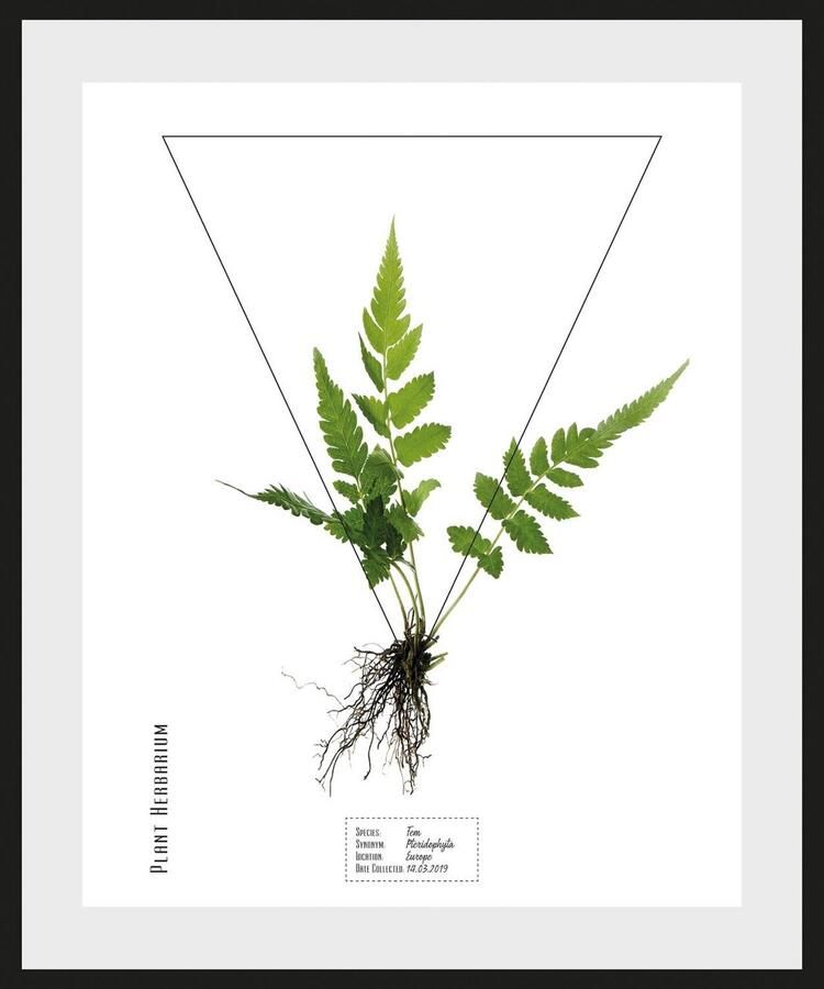 Queence Wanddecoratie Pteridophyta HD premium posterdruk incl. houten lijst (1 stuk) - Foto 2