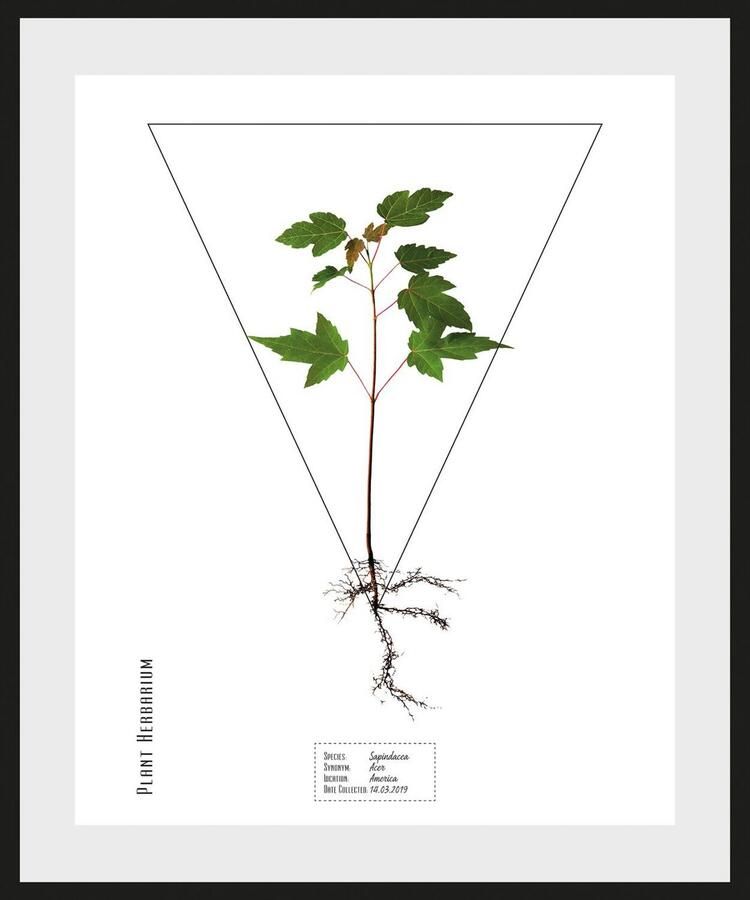 Queence Wanddecoratie Sapindacea HD premium posterdruk incl. houten lijst (1 stuk) - Foto 2