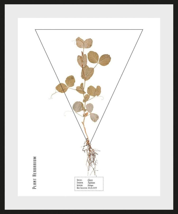 Queence Wanddecoratie Trifolium (1 stuk) - Foto 3
