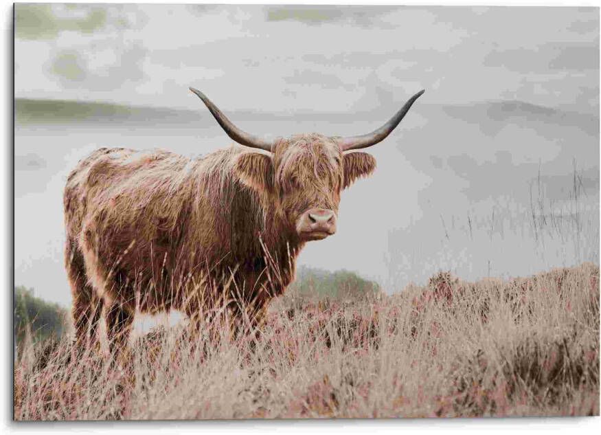 Reinders! Aluminium dibond print Schotse hooglander - Foto 4