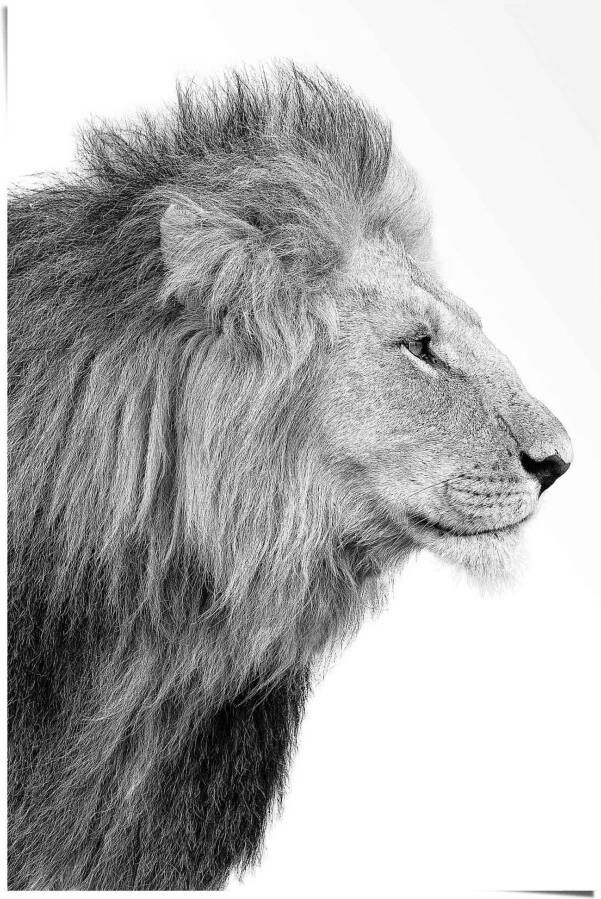 Reinders! Poster Leeuw koning jungle zijportret krachtig - Foto 2