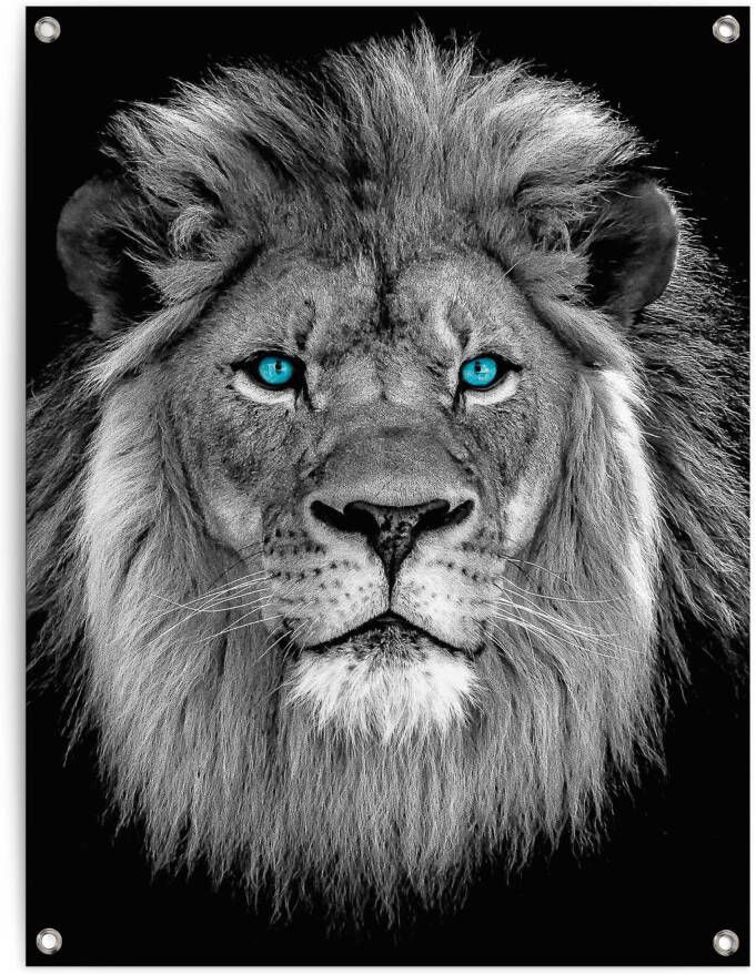 Reinders! Poster Leeuw met blauwe ogen - Foto 4