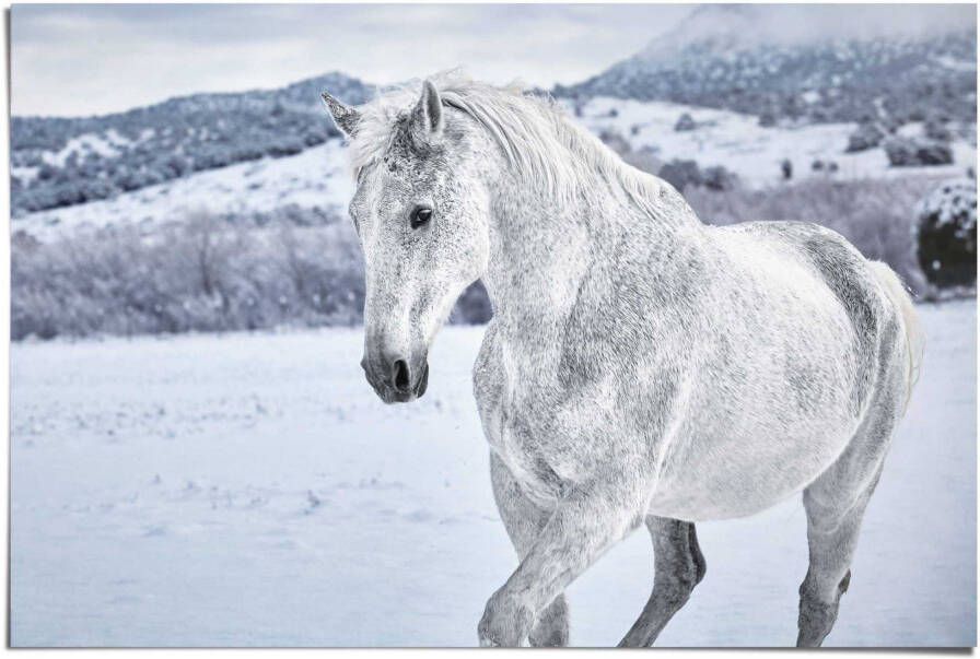 Reinders! Poster Paard in de sneeuw - Foto 2