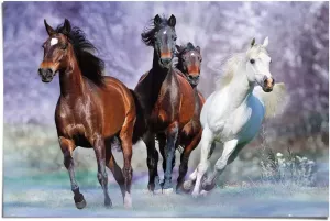 Reinders! Poster Paarden dier galop paard schimmel paard bruin (1 stuk)